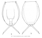 Lecane tasmaniensis - Original description image