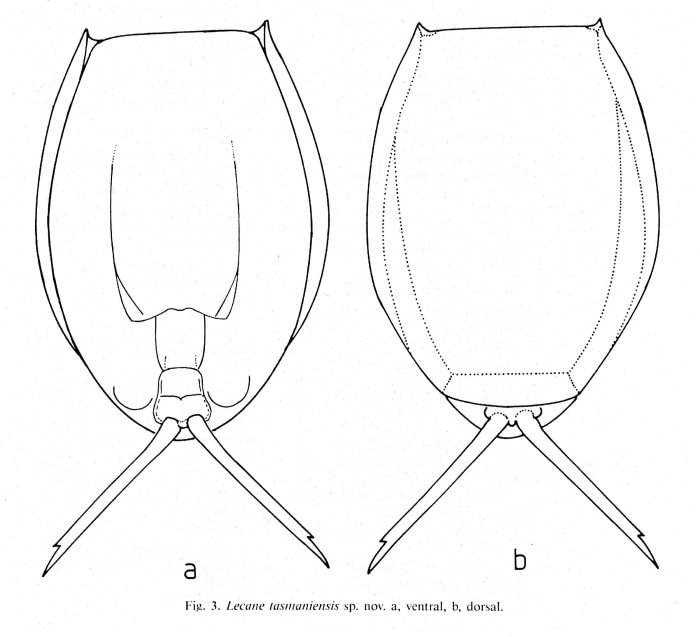 Lecane tasmaniensis