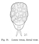 Lecane tenua - Original description image