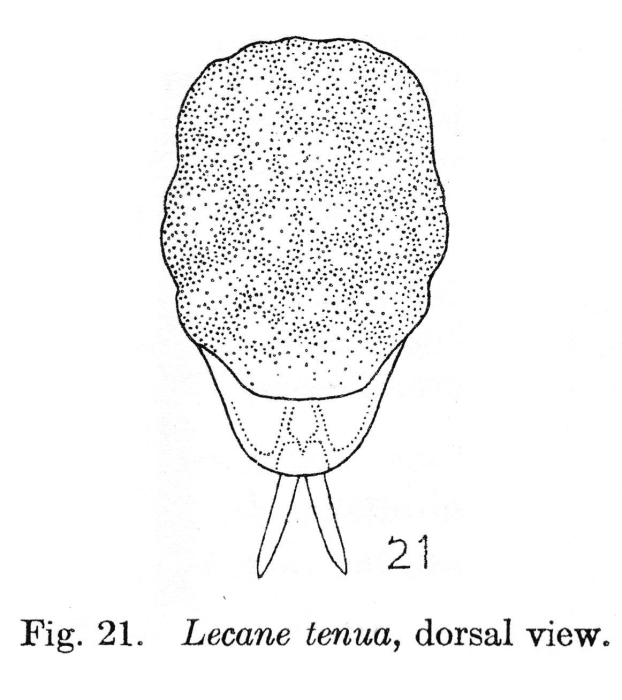 Lecane tenua Lecane tenua