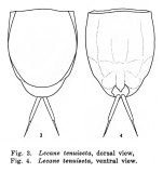 Lecane tenuiseta