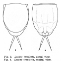 Lecane tenuiseta