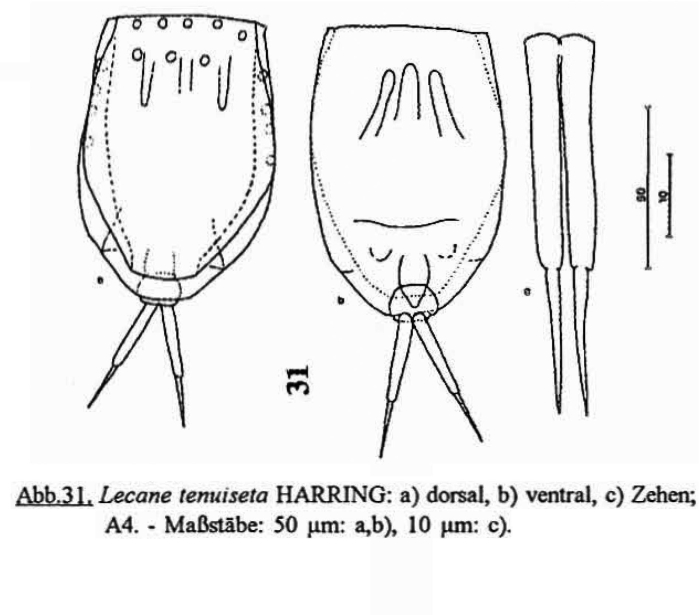Lecane tenuiseta Lecane tenuiseta