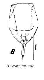 Lecane tenuiseta