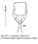 Lecane tenuiseta