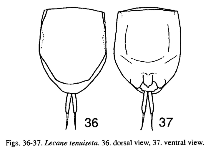 Lecane tenuiseta Lecane tenuiseta