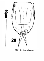 Lecane tenuiseta