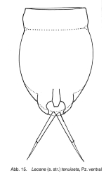 Lecane tenuiseta