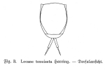 Lecane tenuiseta