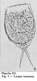 Lecane tenuiseta