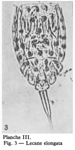 Lecane tenuiseta