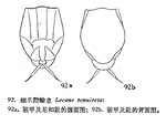 Lecane tenuiseta