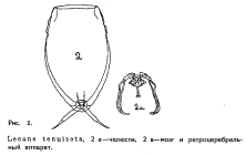 Lecane tenuiseta