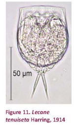 Lecane tenuiseta