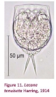 Lecane tenuiseta