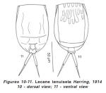 Lecane tenuiseta