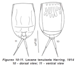 Lecane tenuiseta