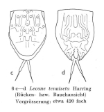 Lecane tenuiseta