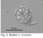 Lecane tenuiseta