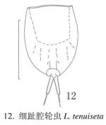 Lecane tenuiseta
