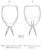 Lecane tenuiseta