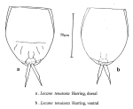 Lecane tenuiseta