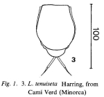 Lecane tenuiseta