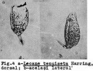Lecane tenuiseta