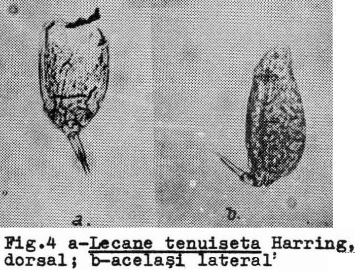 Lecane tenuiseta Lecane tenuiseta