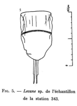 Lecane tenuiseta