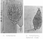 Lecane tenuiseta