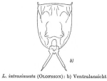 Lecane tenuiseta