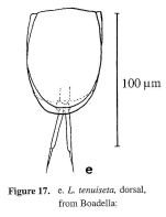 Lecane tenuiseta
