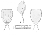Lecane tenuiseta