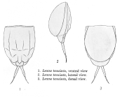 Lecane tenuiseta