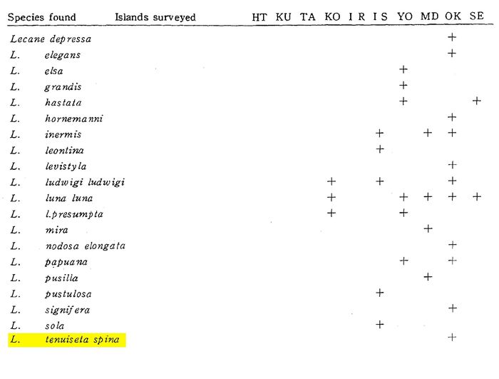 Lecane tenuiseta spina - Original description image