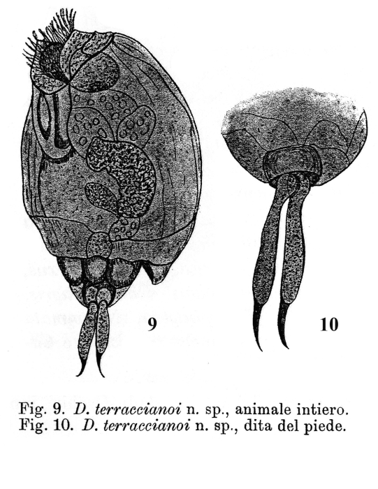 Lecane terraccianoi - Original description image