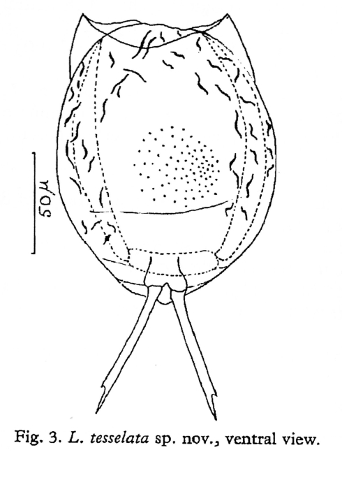 Lecane tesselata - Original description image