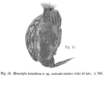 Lecane testudinea