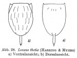 Lecane tethis