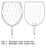 Lecane tethis - Original description image