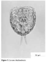 Lecane thailandensis