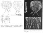 Lecane thailandensis - Original description image