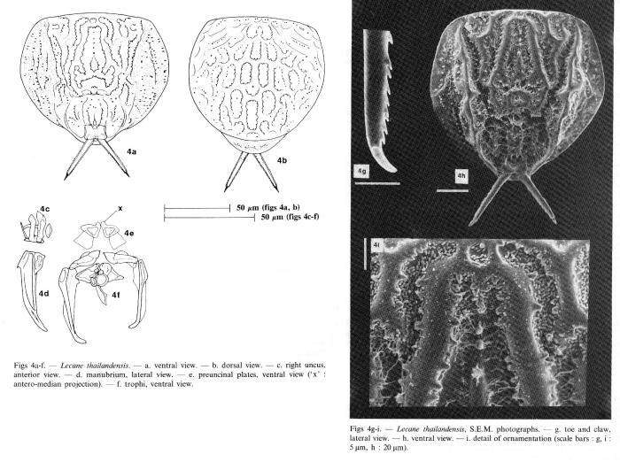 Lecane thailandensis Lecane thailandensis