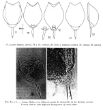 Lecane thalera