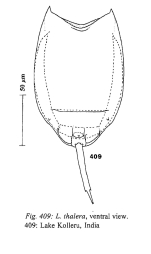 Lecane thalera