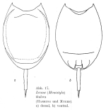 Lecane thalera