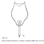 Lecane thalera