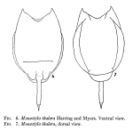 Lecane thalera