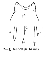 Lecane thalera